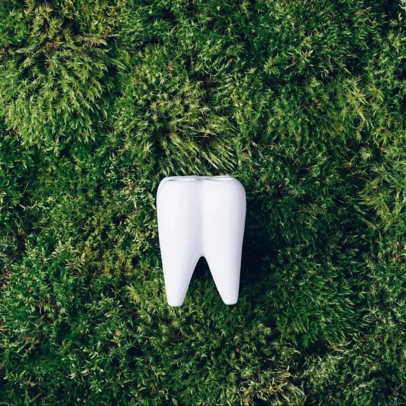 Photo of a tooth with greenery background